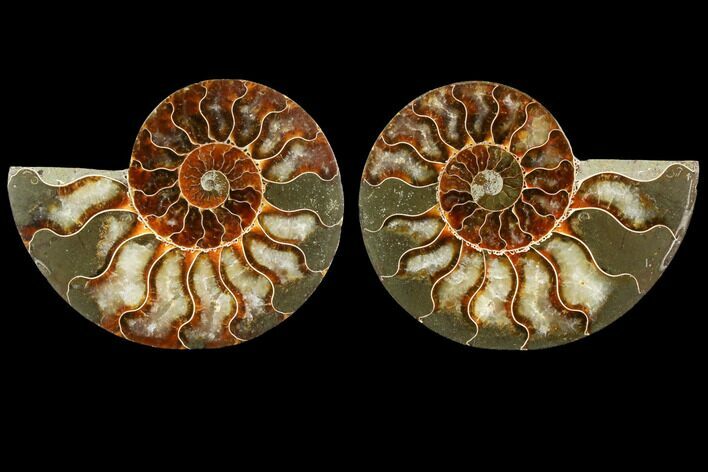 Sliced Ammonite Fossil - Agatized #116791